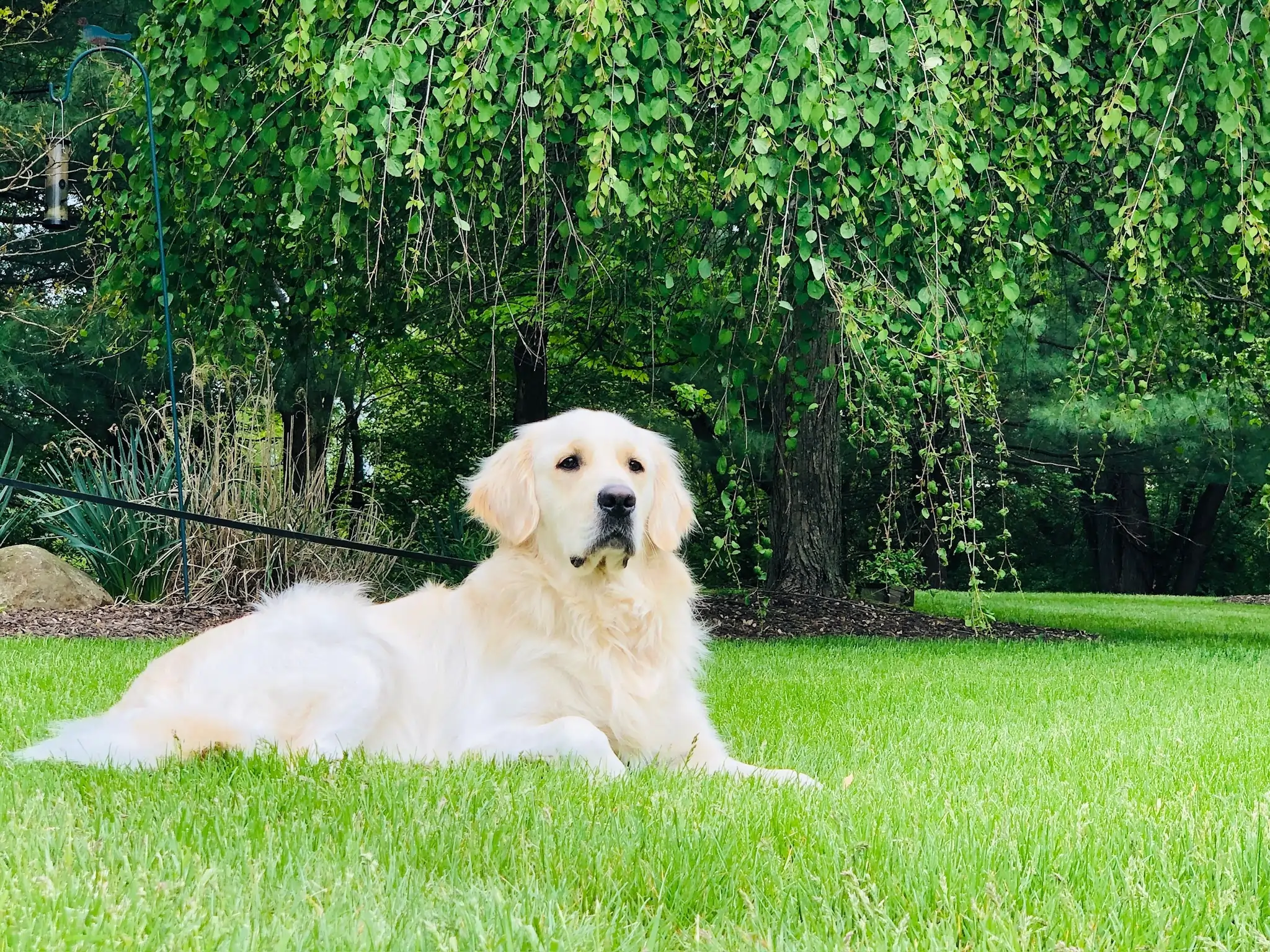 A second home, not a kennel
